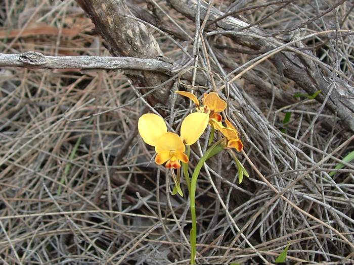 Diuris - orchidaceae_donkey_Diuris_longifolia.jpg